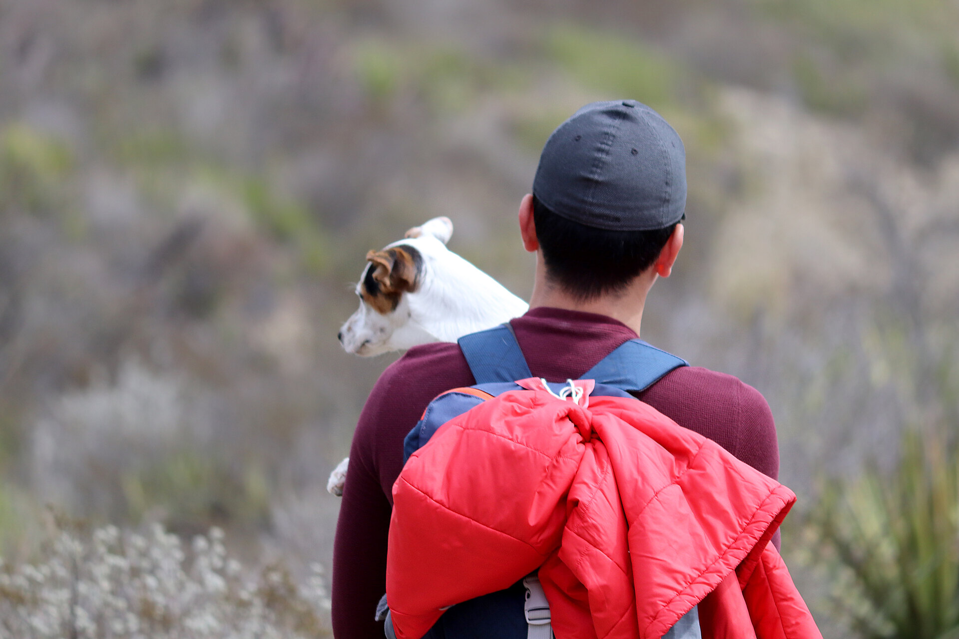 A pet thief carrying a small dog away