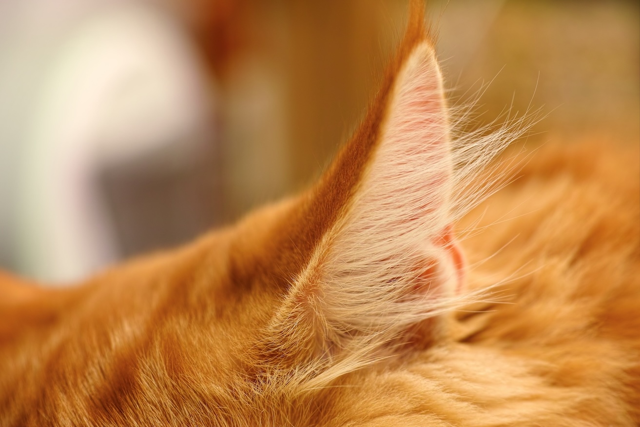 Closeup of a ginger cat's ear