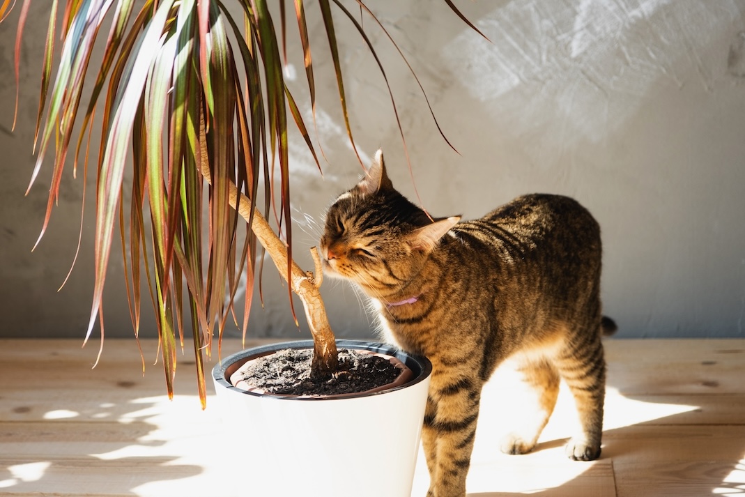 A blind cat sniffing at an indoor plant