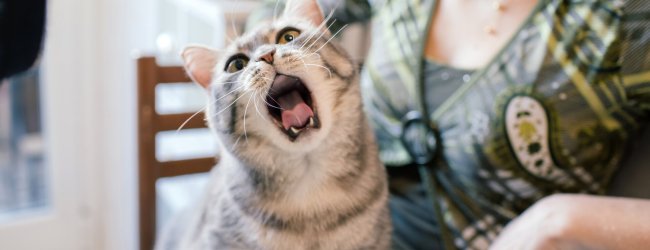 A hungry cat reaching for food