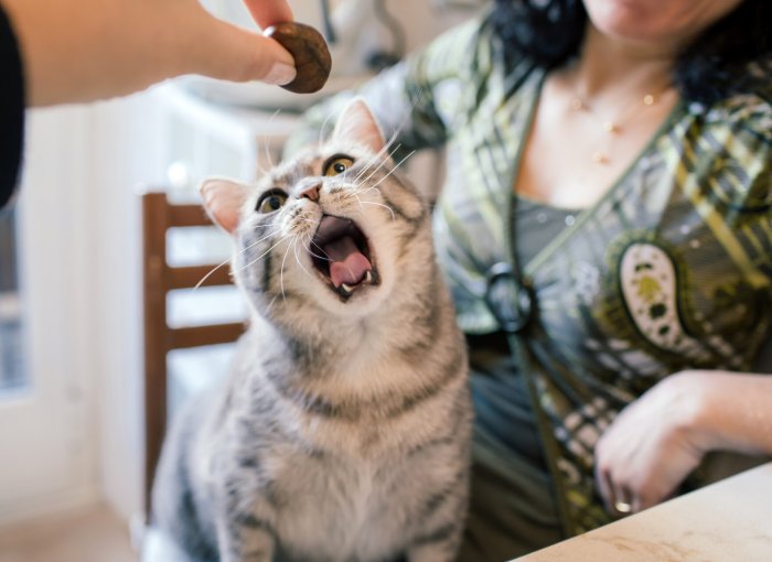 A hungry cat reaching for food