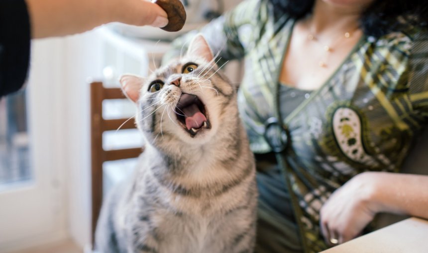 A hungry cat reaching for food