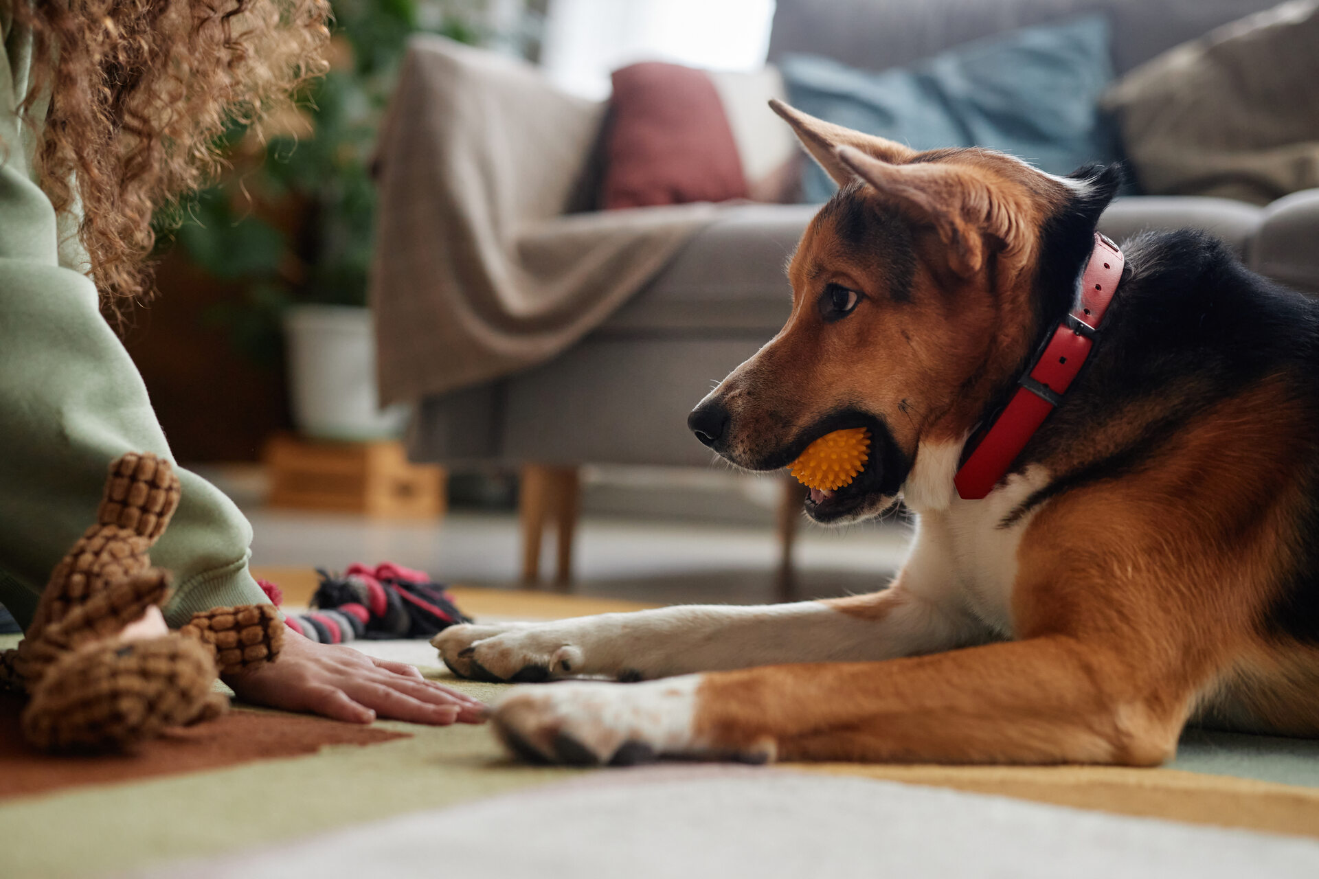 A dog refusing to hand over a ball