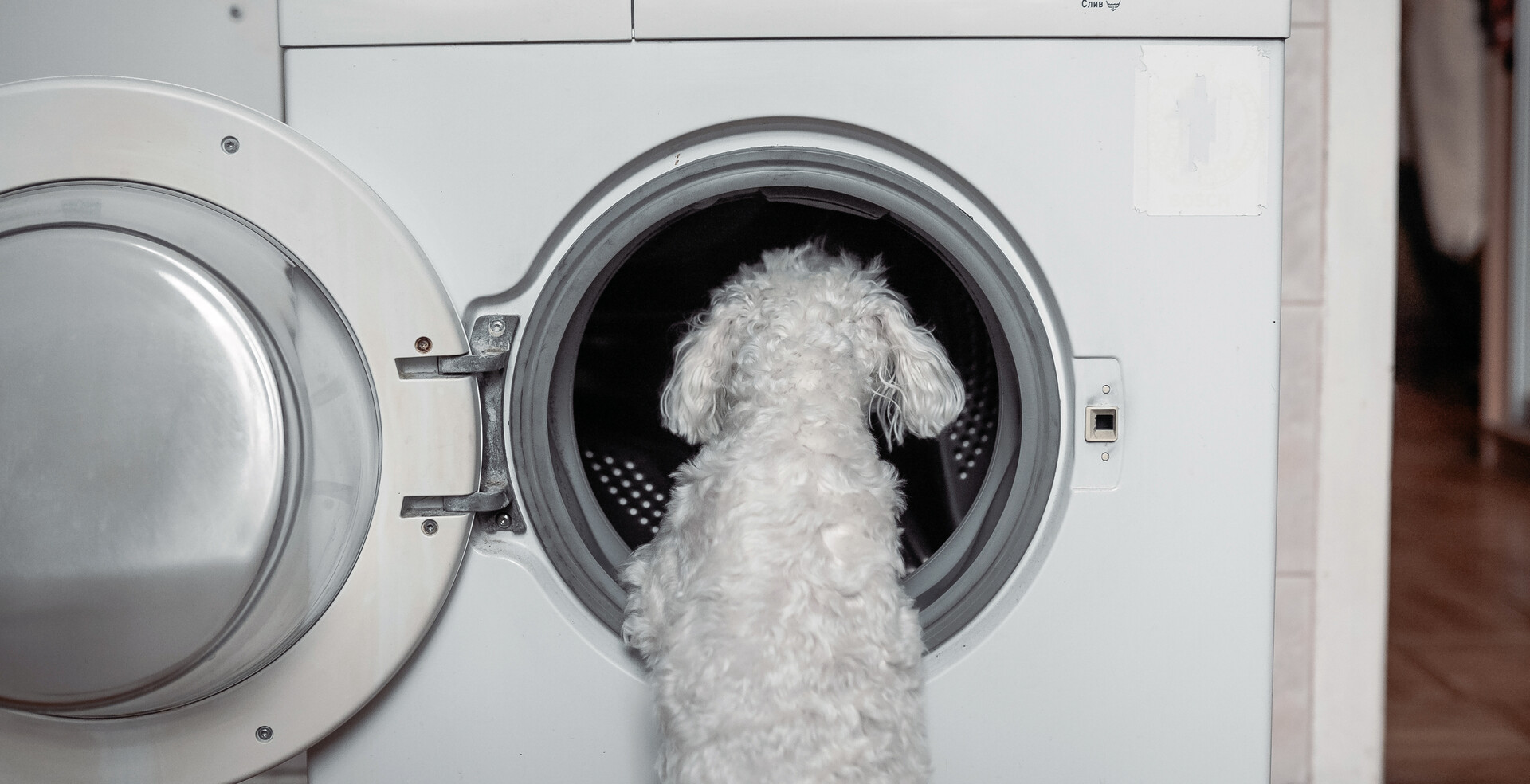 A small white dog inspecting the inside of a washing machine