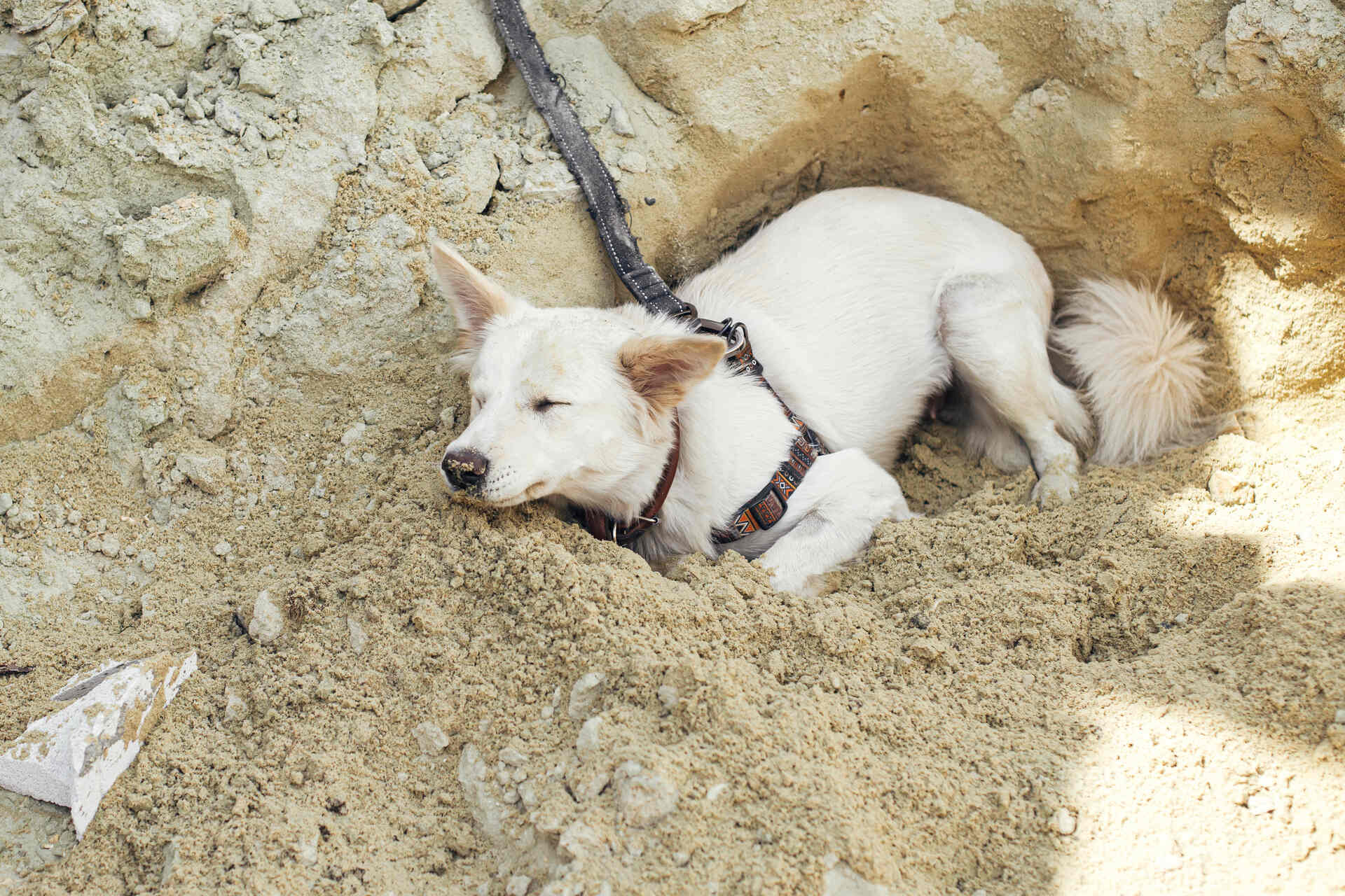 A dog lying in a cool hole on a hot day