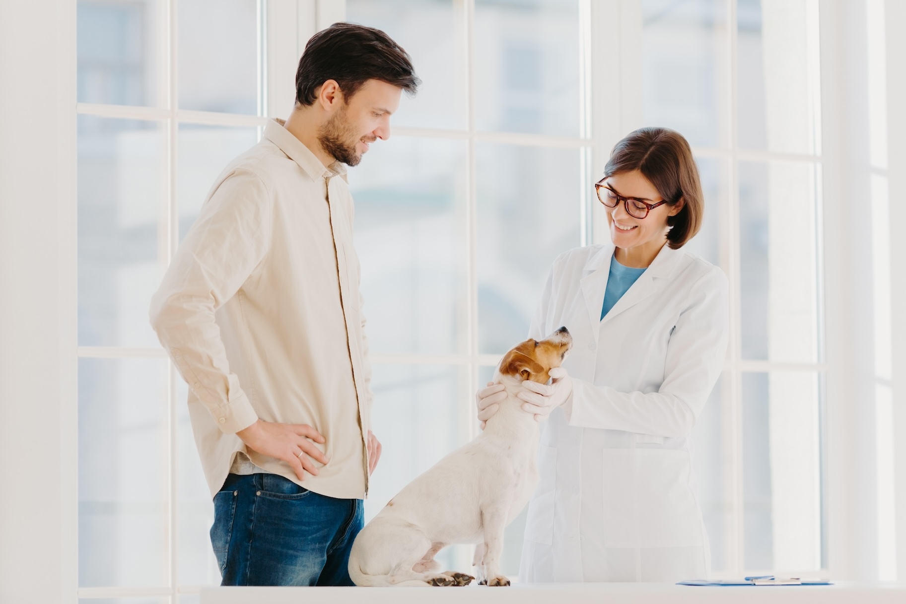 Mann mit seinem Hund bei einer Tierärztin, die Hund untersucht