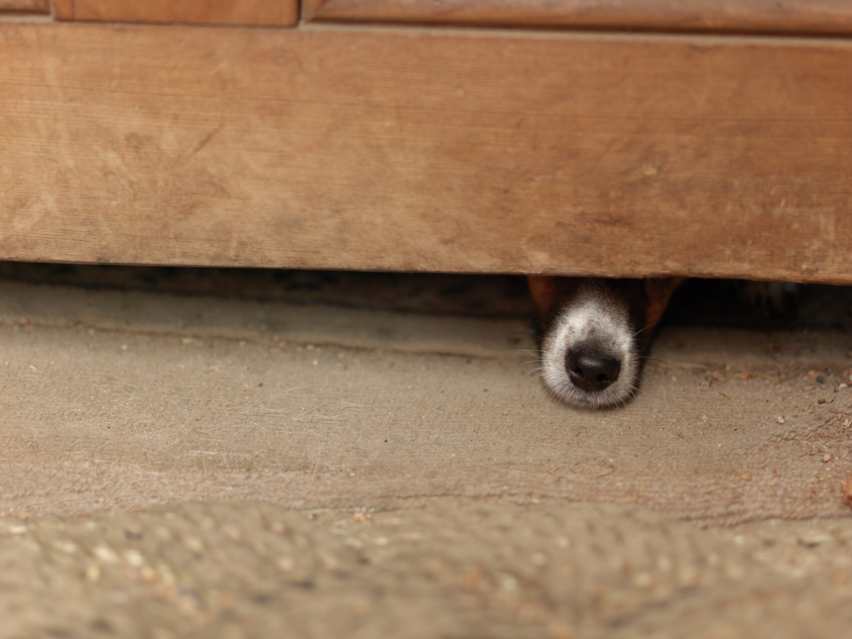 A dog hiding under a wooden cabinet