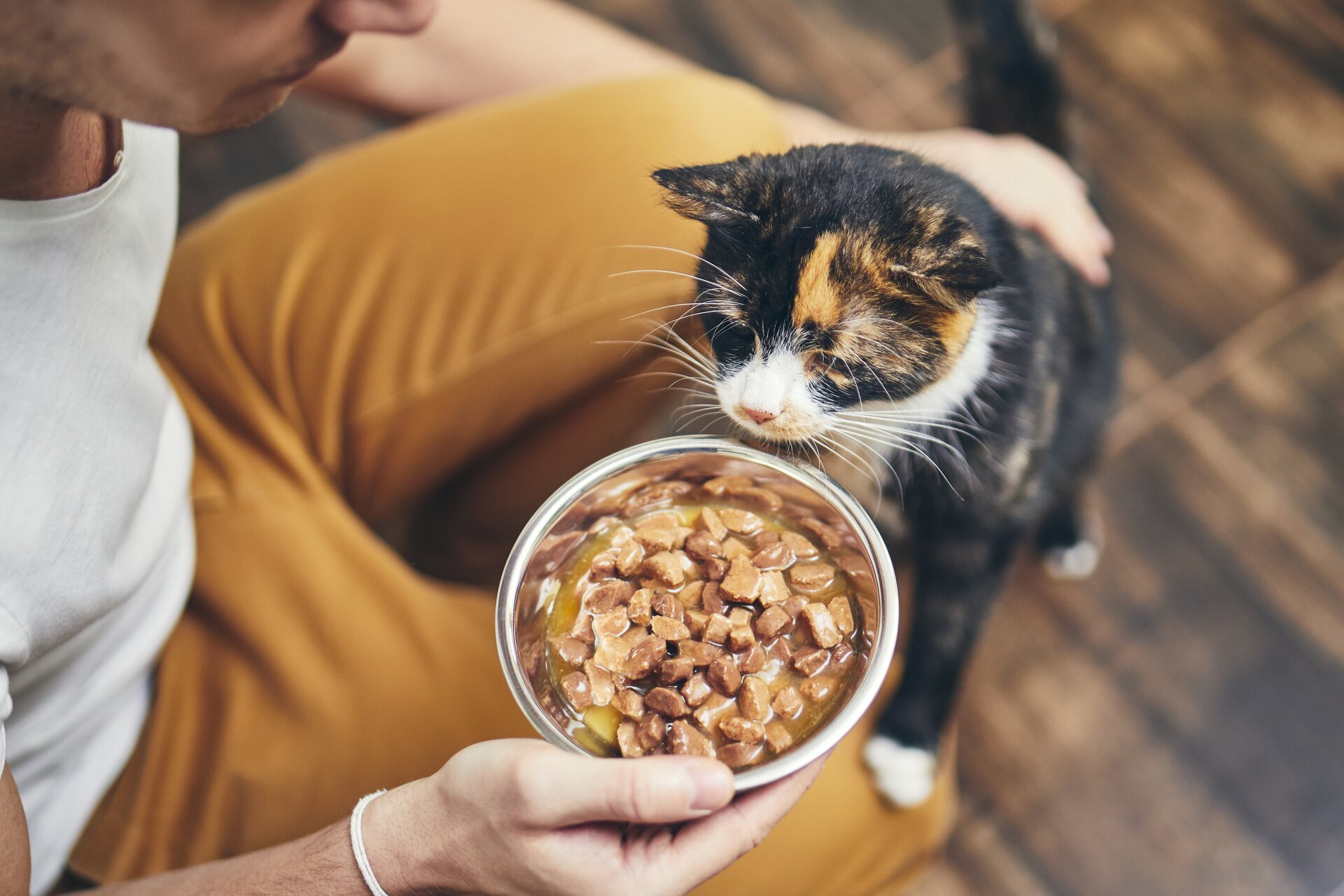 A man feeding a cat from a bowl