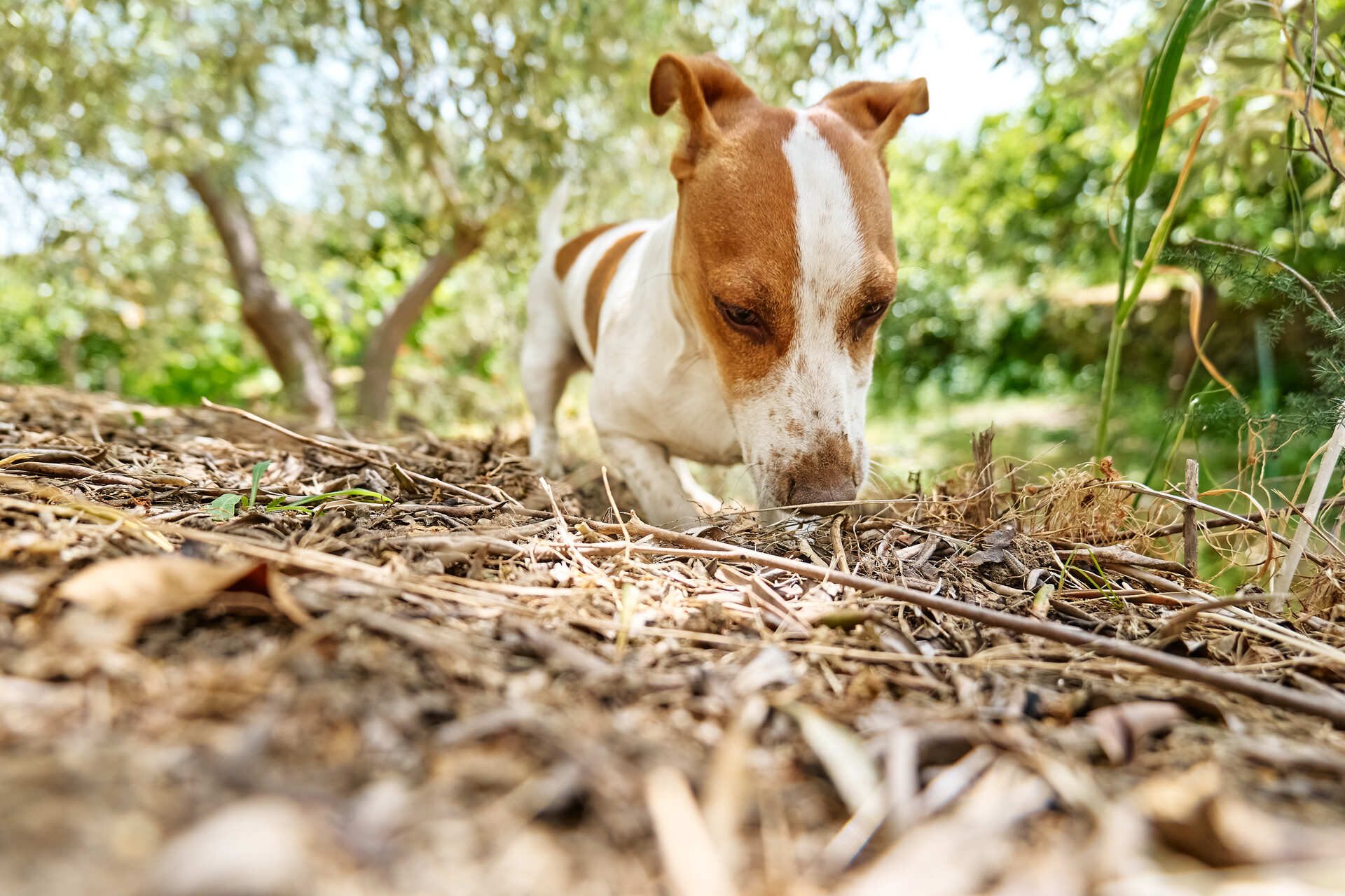 A Jack Russell terrier digging a hole in a forest path