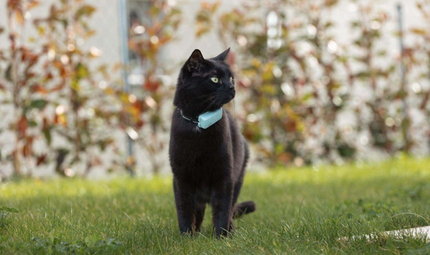 svart katt som står ute på gresset med en blå GPS-kattesporer