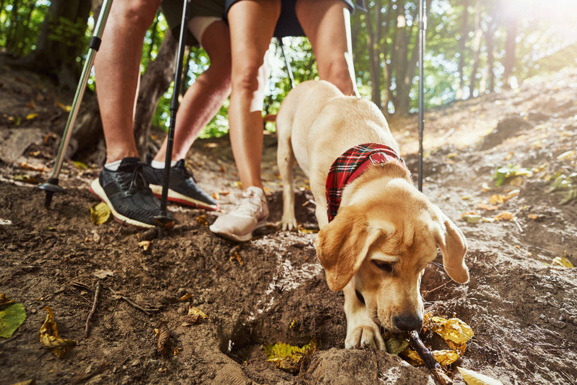 A puppy digging in the woods