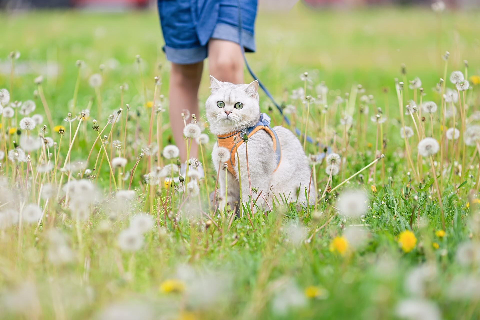 A cat walking outdoors with a harness and leash