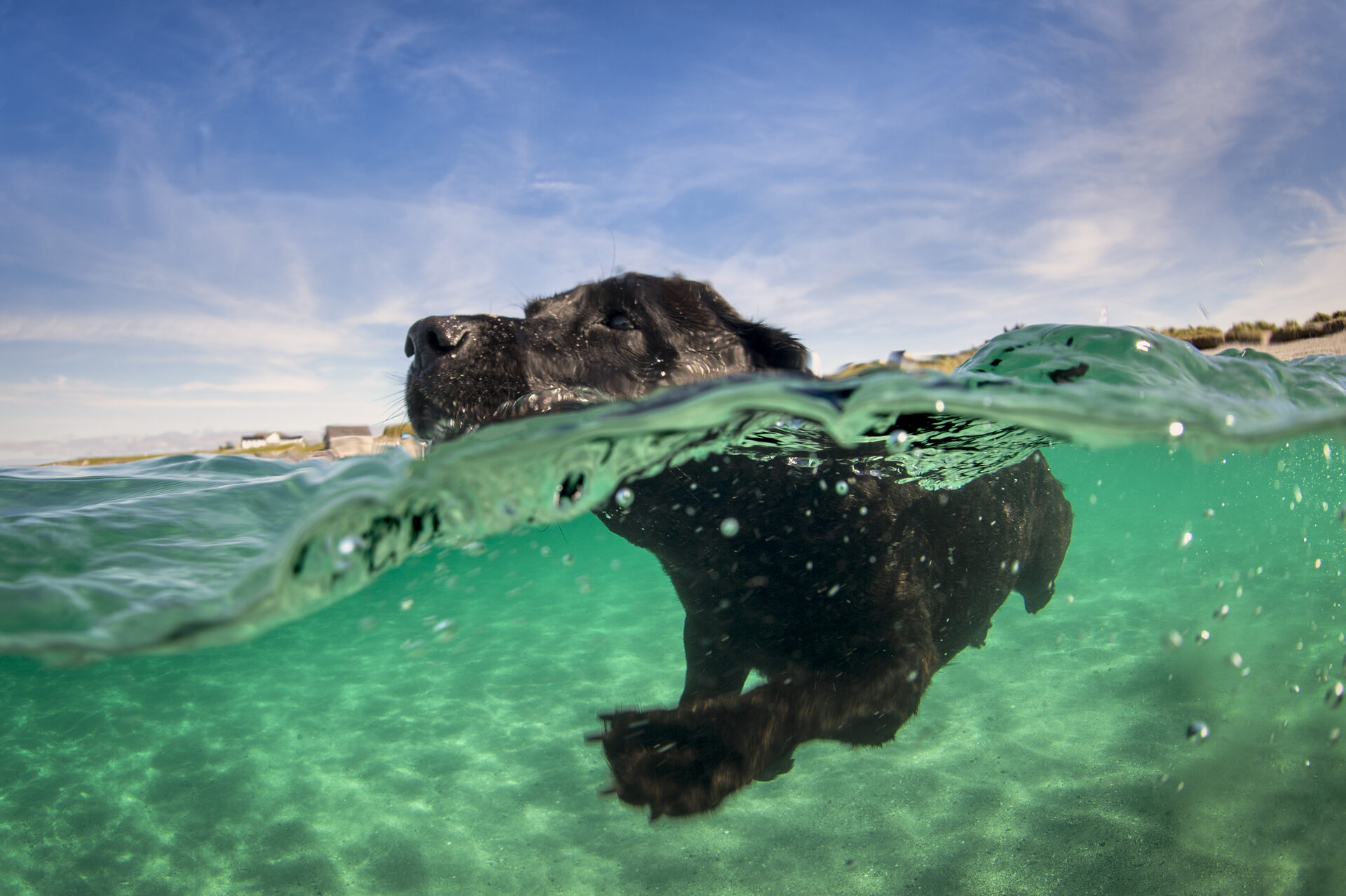 A dog swimming in the ocean