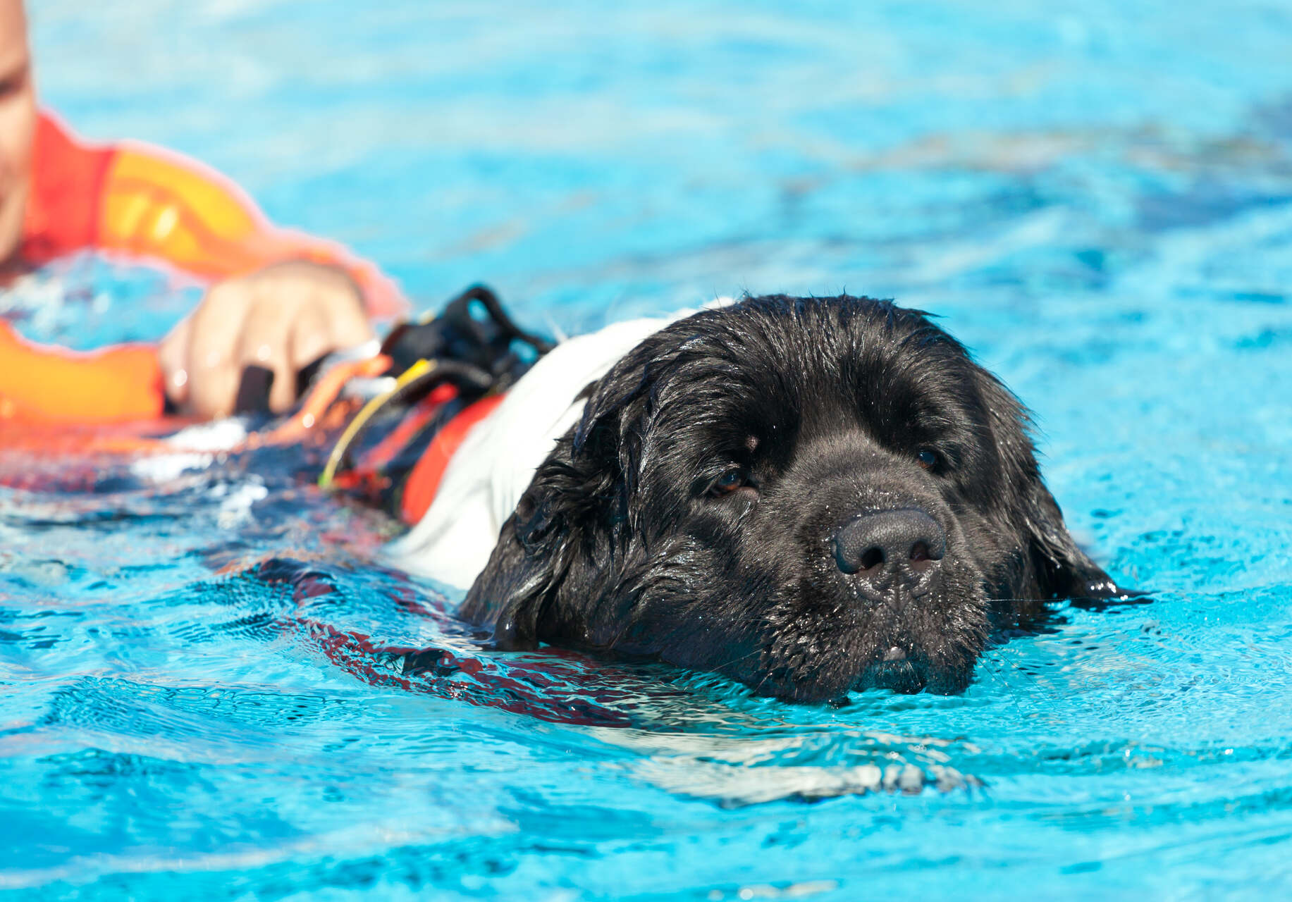 A Newfoundland swimming in a pool