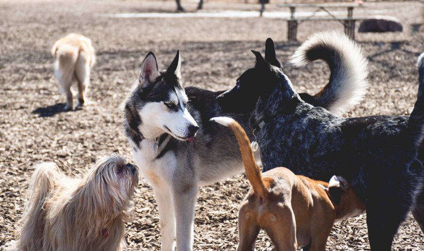 A pack of dogs playing at a park