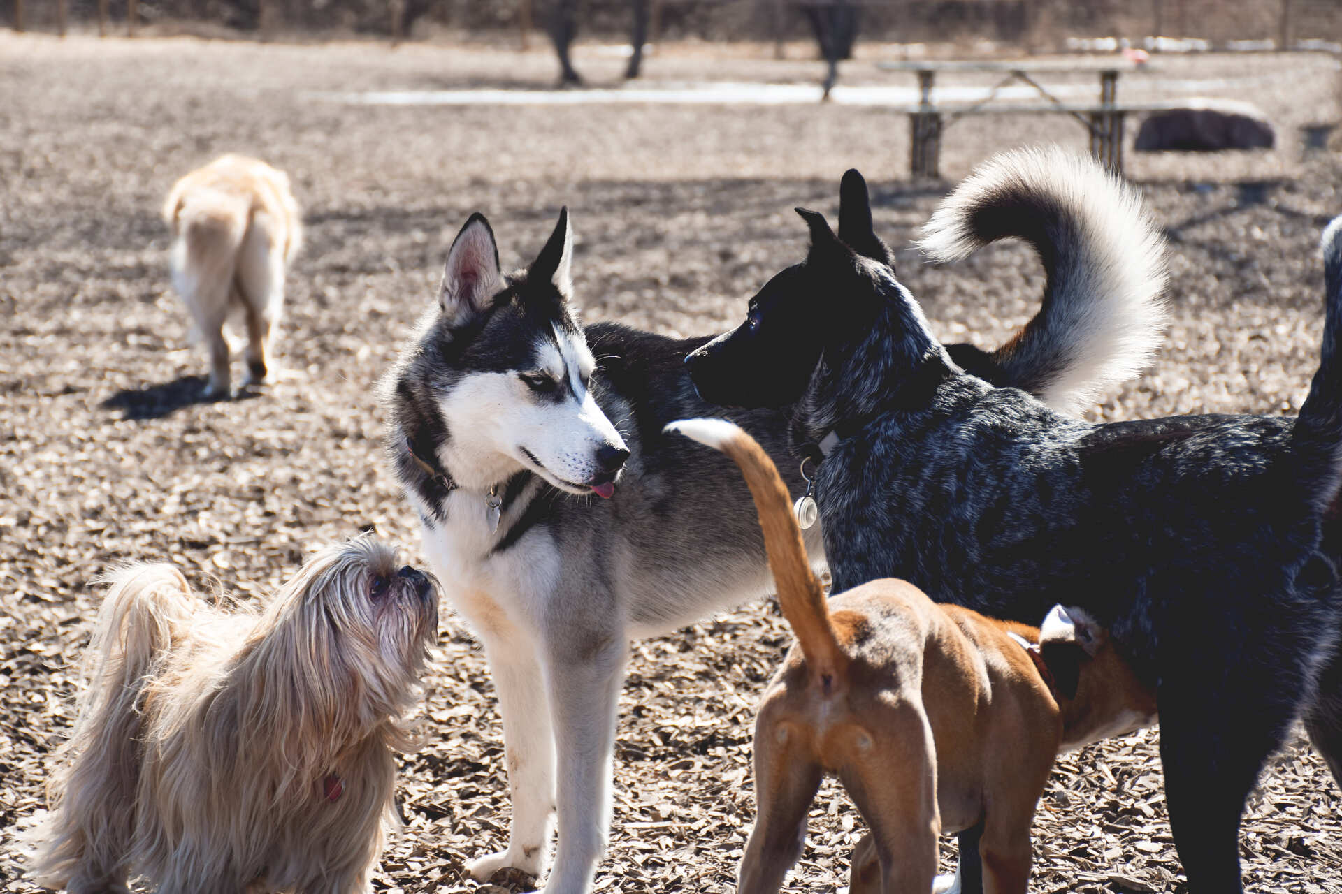 A pack of dogs playing at a park