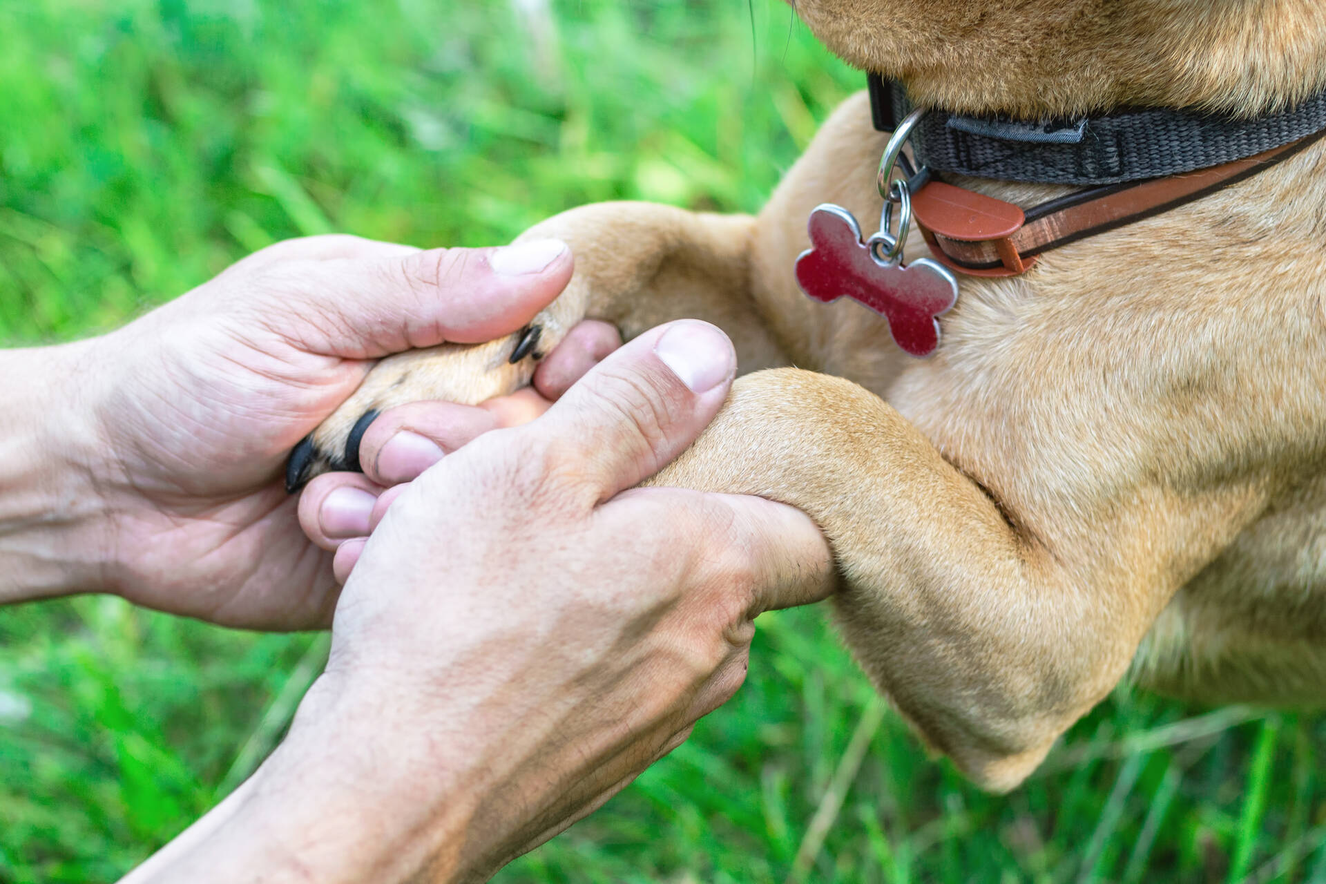 A man checking a dog's ID tag for its owner's details