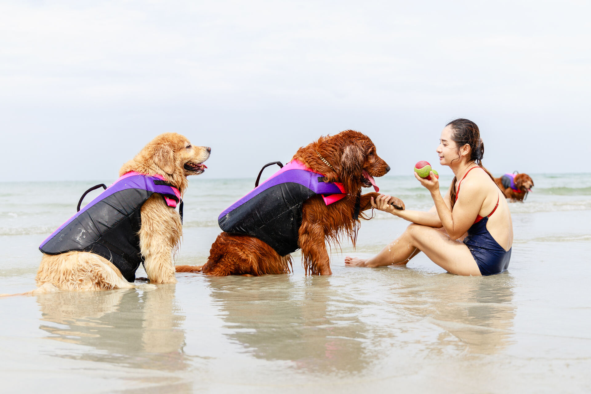 A pair of dogs wearing life jackets on a beach