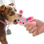 A puppy tugging on a toy