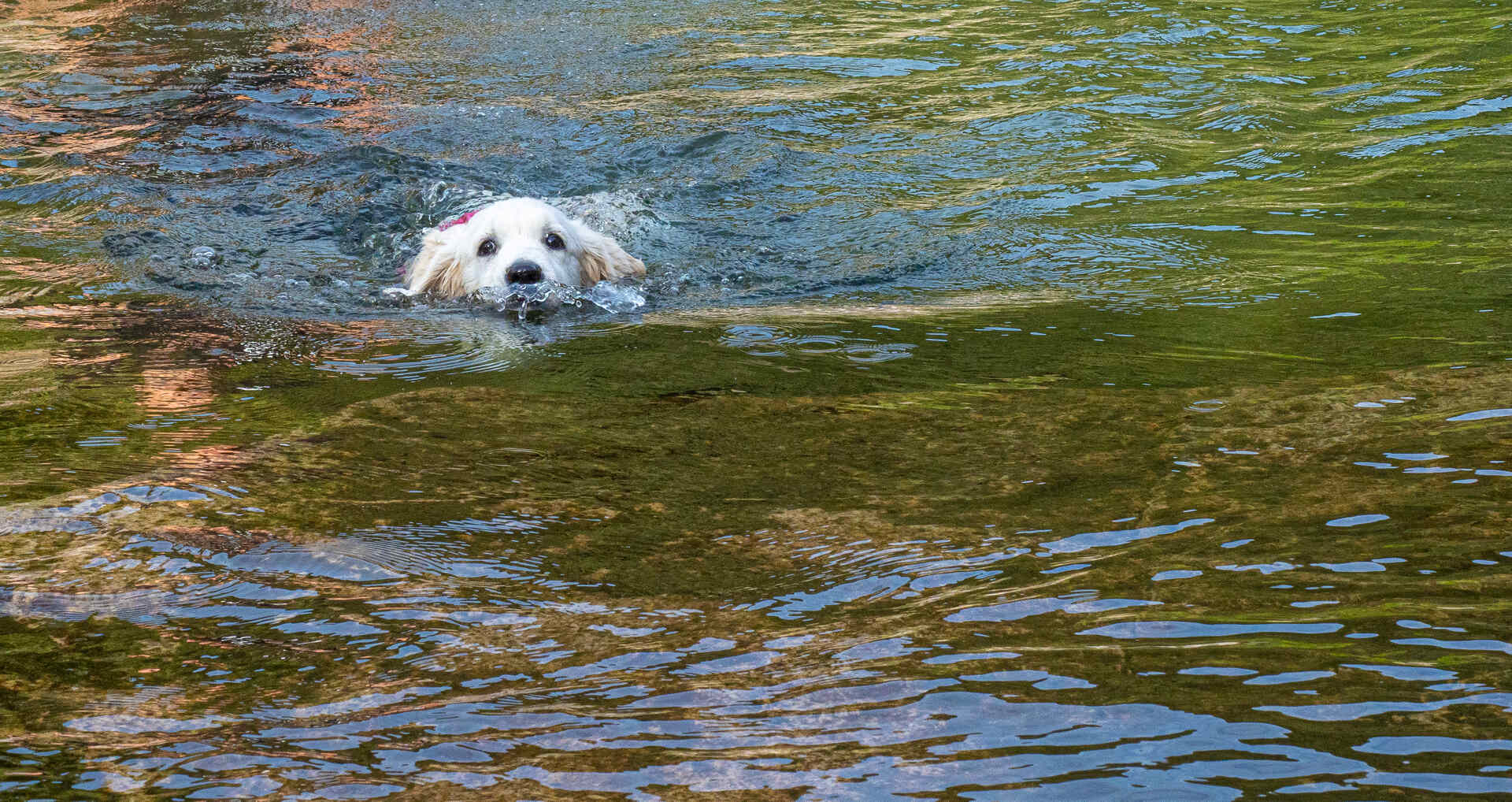 A puppy swimming alone in a lagoon