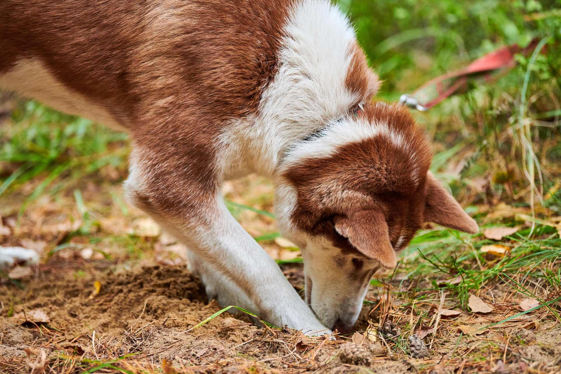 Braun-weißer Husky gräbt Loch in den Boden