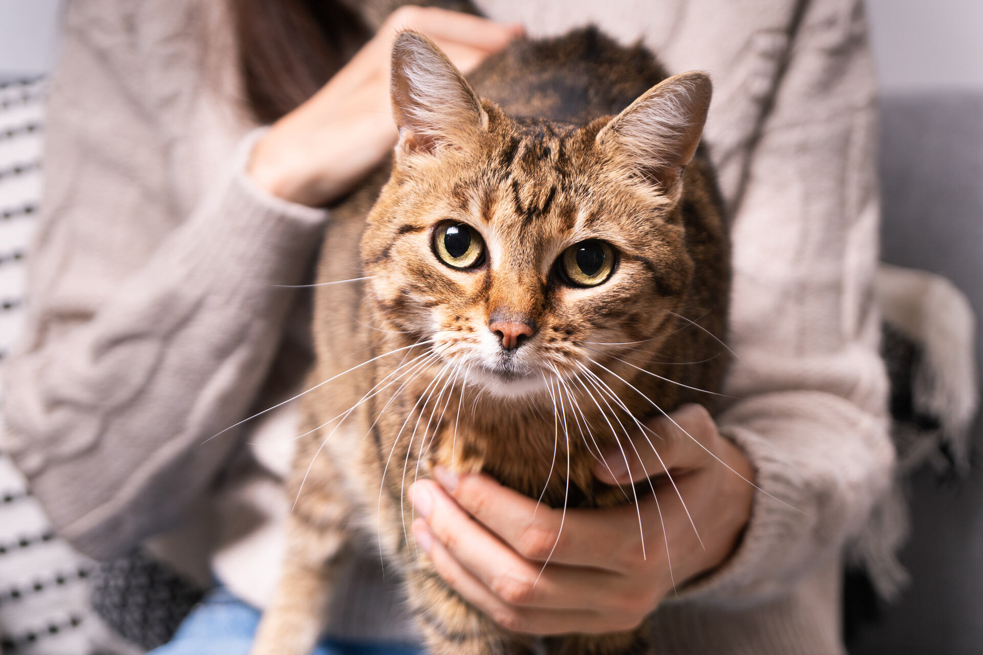 A cat at a healthy weight