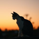 A cat sitting on a railing at sunset