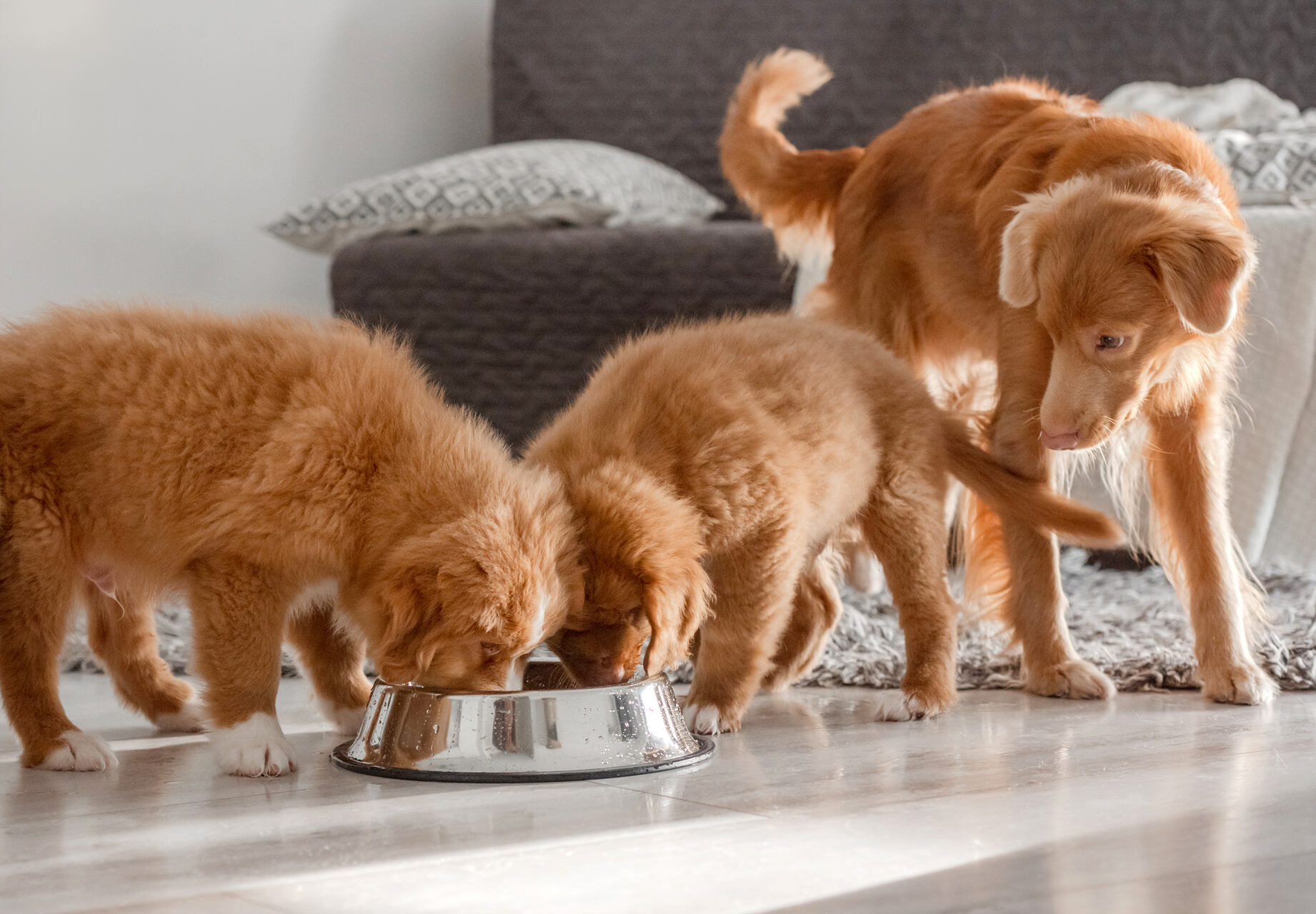 Three puppies drinking from the same water bowl