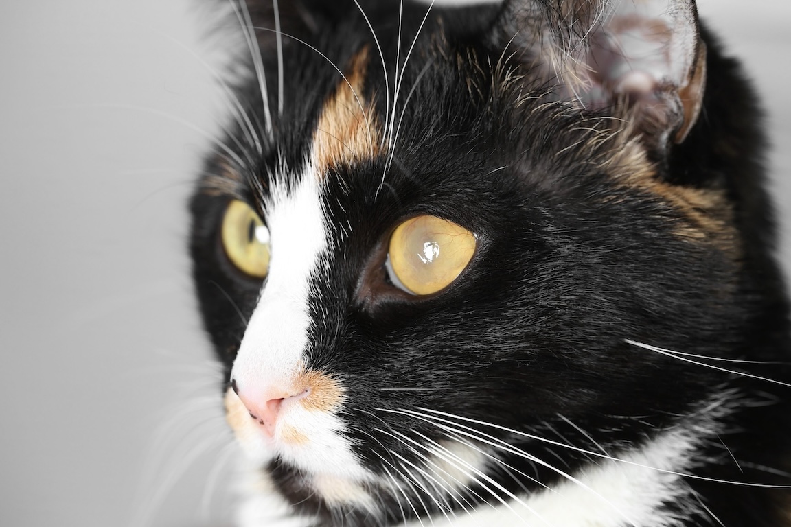 A blind cat with a cloudy iris