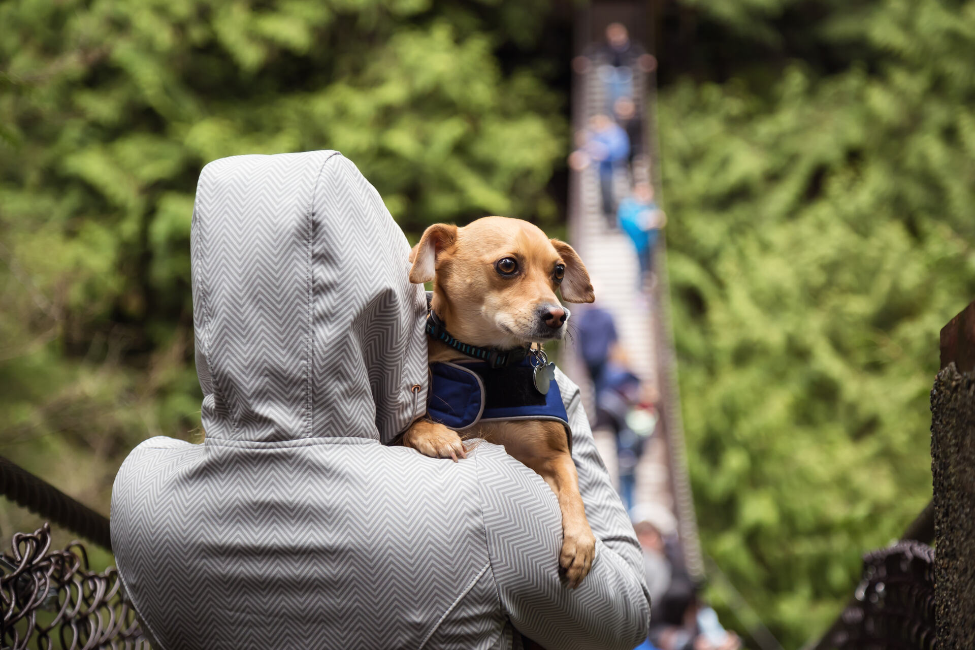 En tjuv stjäl en hund