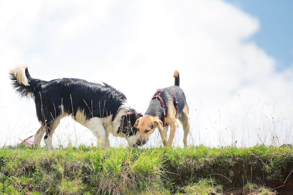 Zwei Hunde freundlich zusammen auf einer Wiese