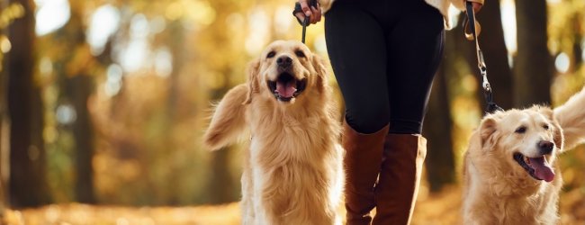 Frau geht mit zwei Hunden im Wald spazieren
