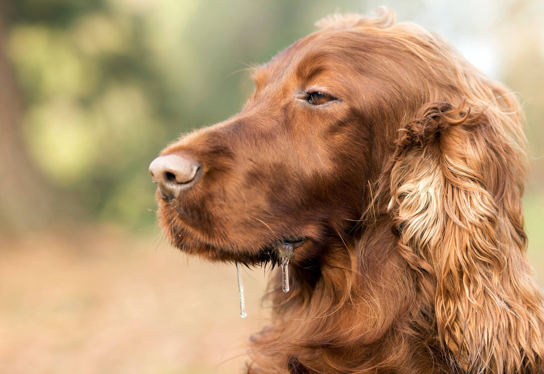 Side view of a dog drooling