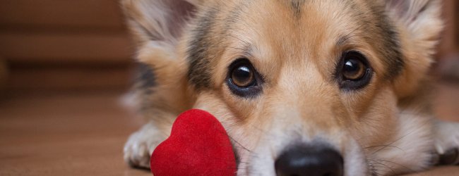 A dog sitting by a small heart-shaped pillow