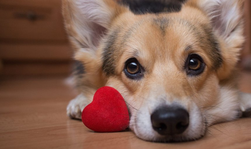 A dog sitting by a small heart-shaped pillow