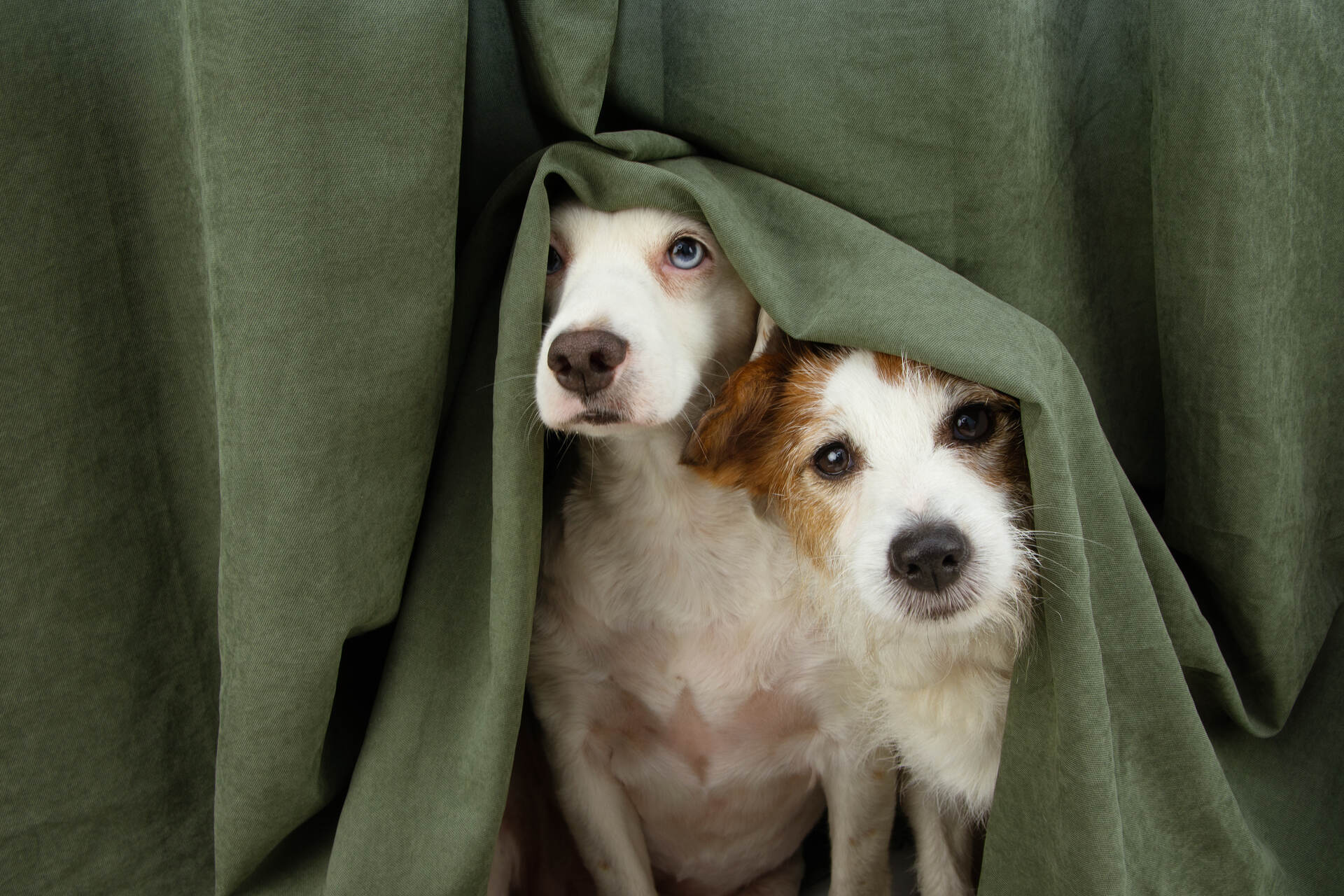 A pair of frightened dogs hiding under a curtain