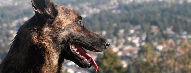 A dog drooling while looking over a cliff