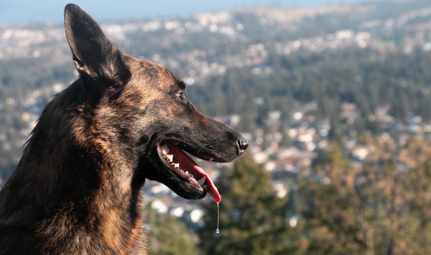 A dog drooling while looking over a cliff