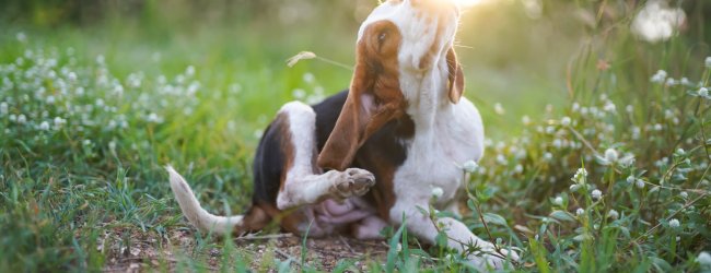 A dog scratching itself in a sunny grassy area