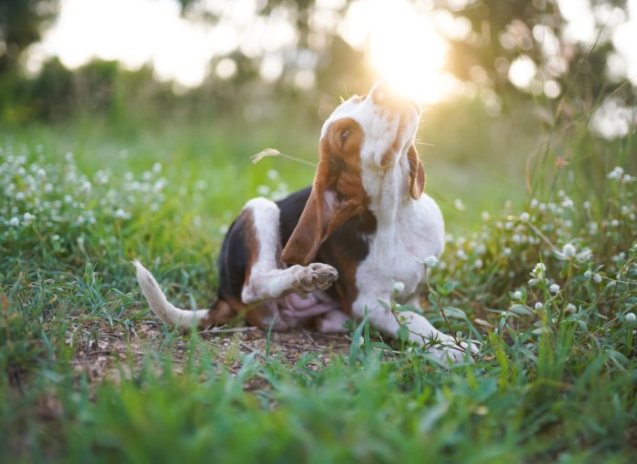 A dog scratching itself in a sunny grassy area