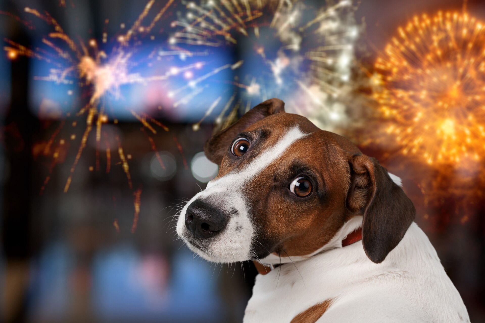 A dog looking behind fearfully with fireworks outdoors