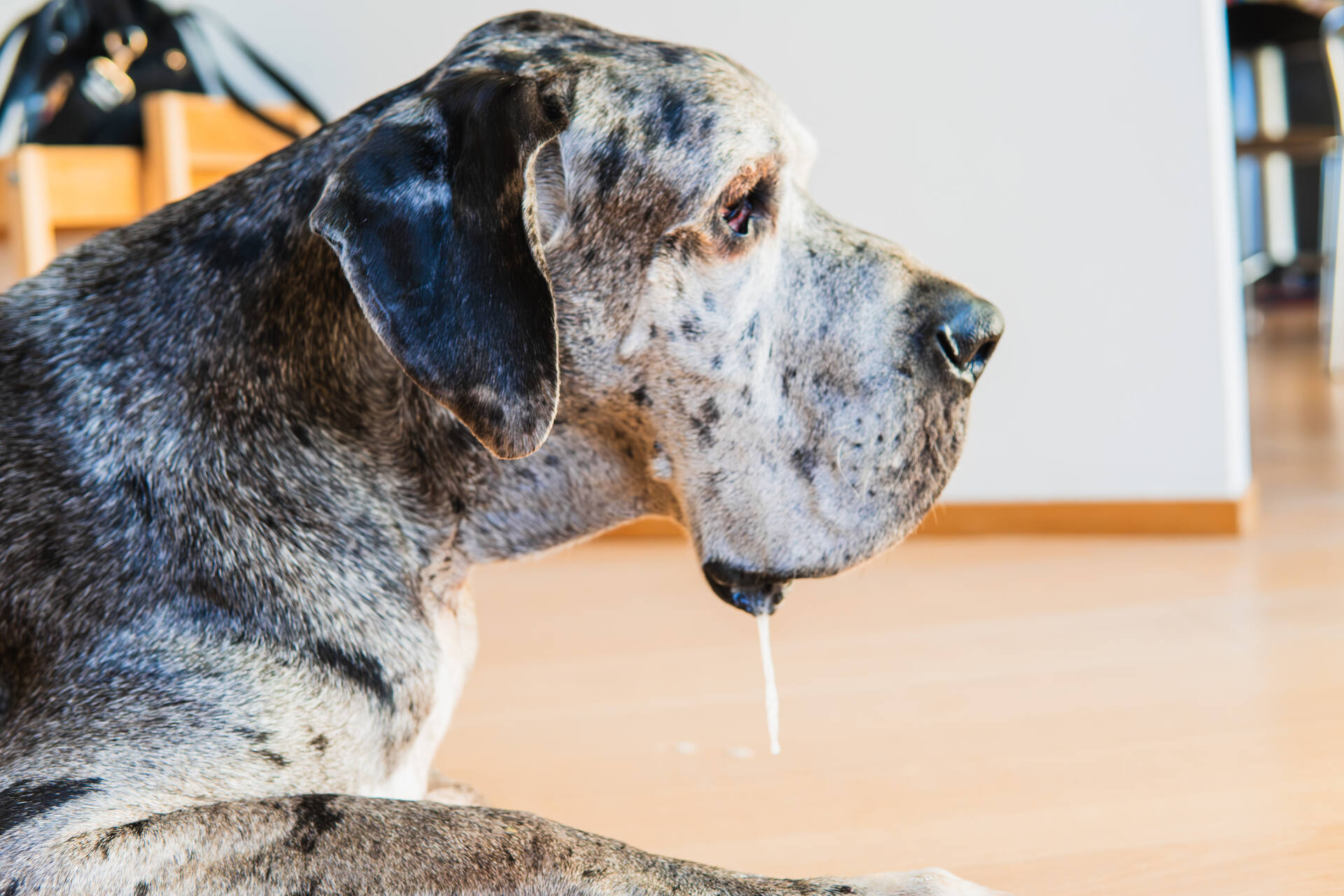 A Great Dane drooling indoors