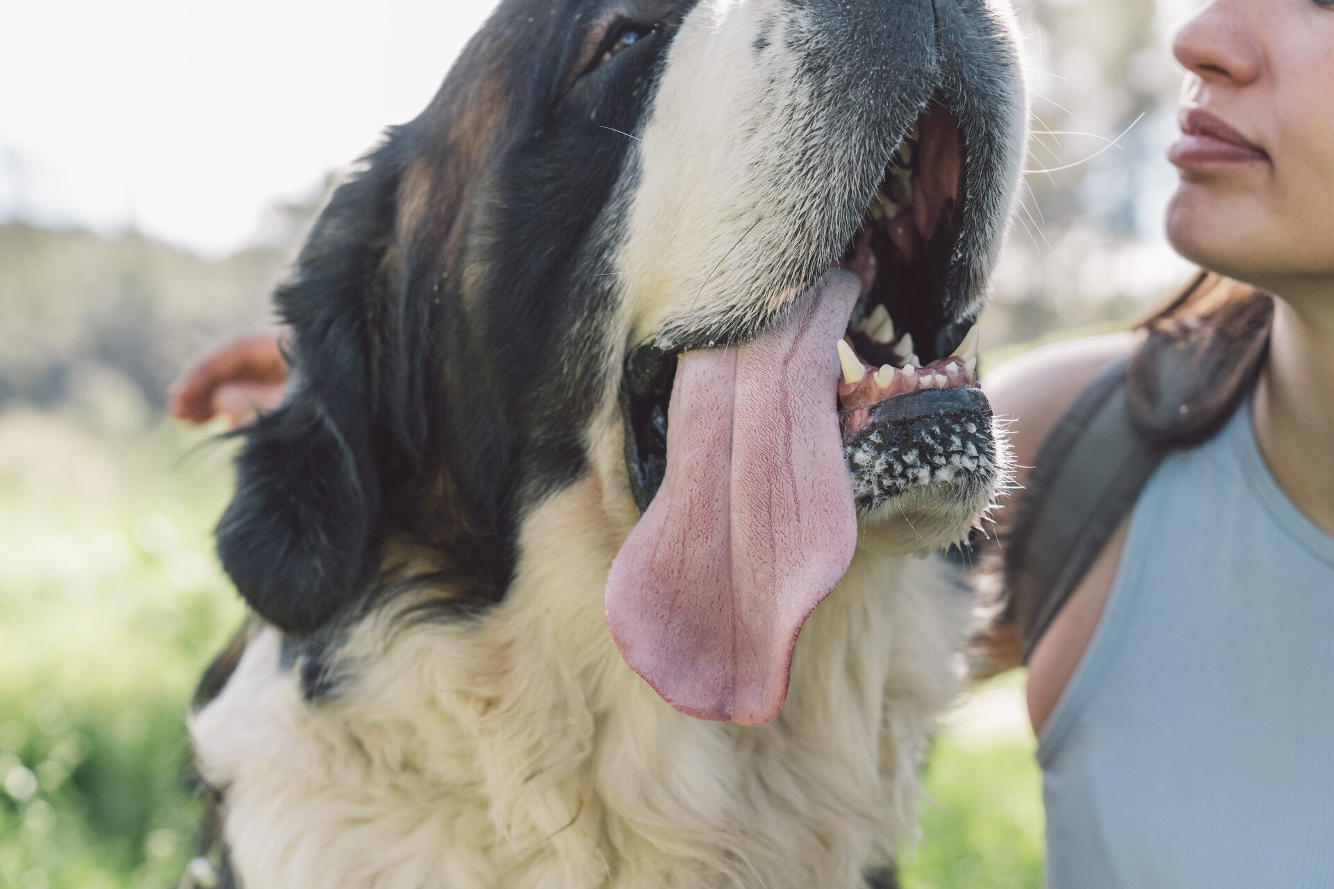 Closeup of a St. Bernard's mouth with its tongue hanging out