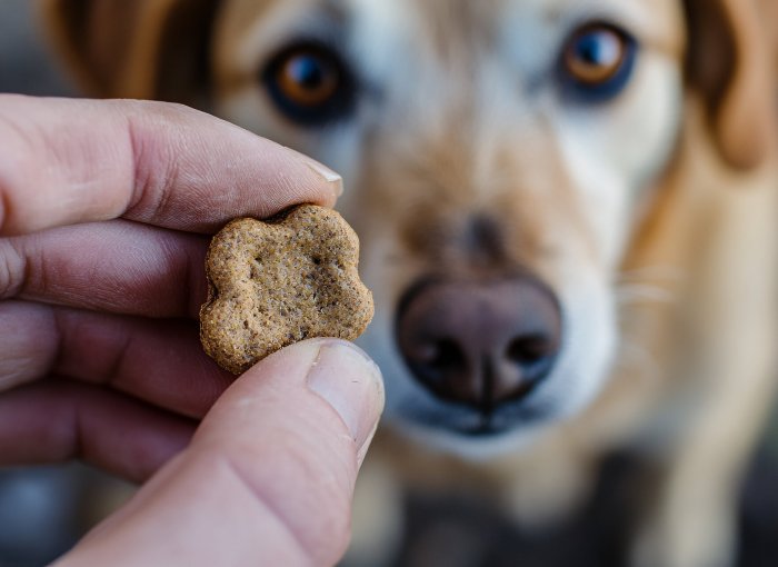 A man offering a treat to a dog