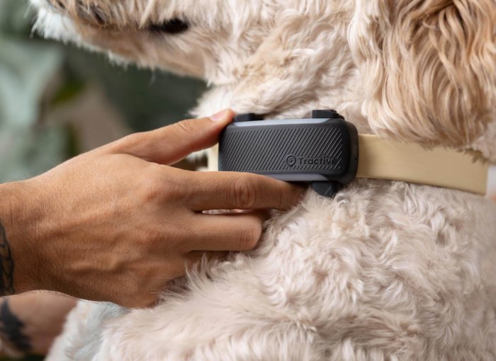 Nahaufnahme eines Tractive GPS-Hundetrackers am Hundehalsband