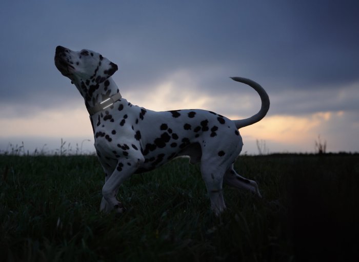 Dog wearing TG6 with lights on