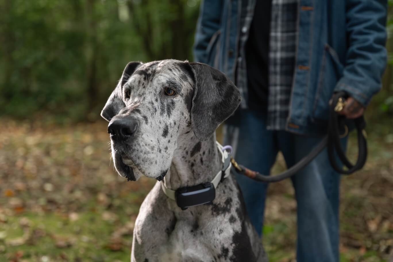 Dogge an der Leine trägt Tractive Tracker