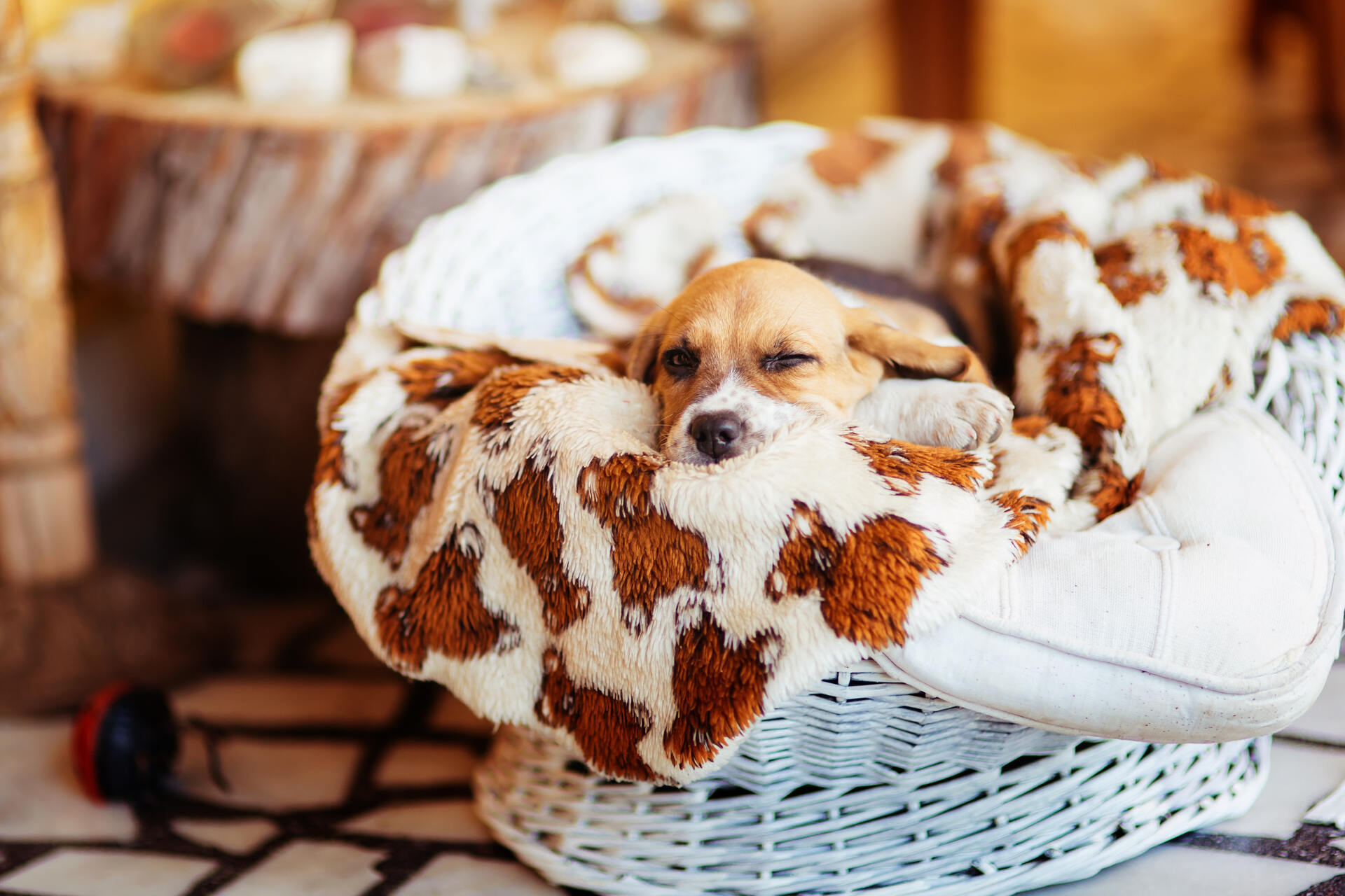 A puppy lying on a soft blanket