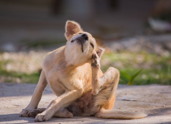 Heller Hund kratzt sich draußen am Ohr