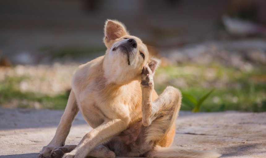 Heller Hund kratzt sich draußen am Ohr